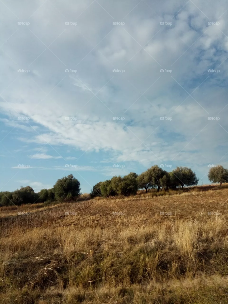 Trees