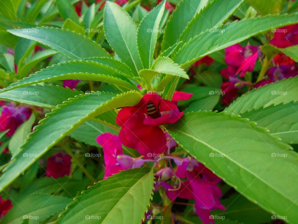 Garden Balsam flower