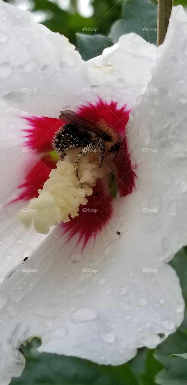 Bee pollination