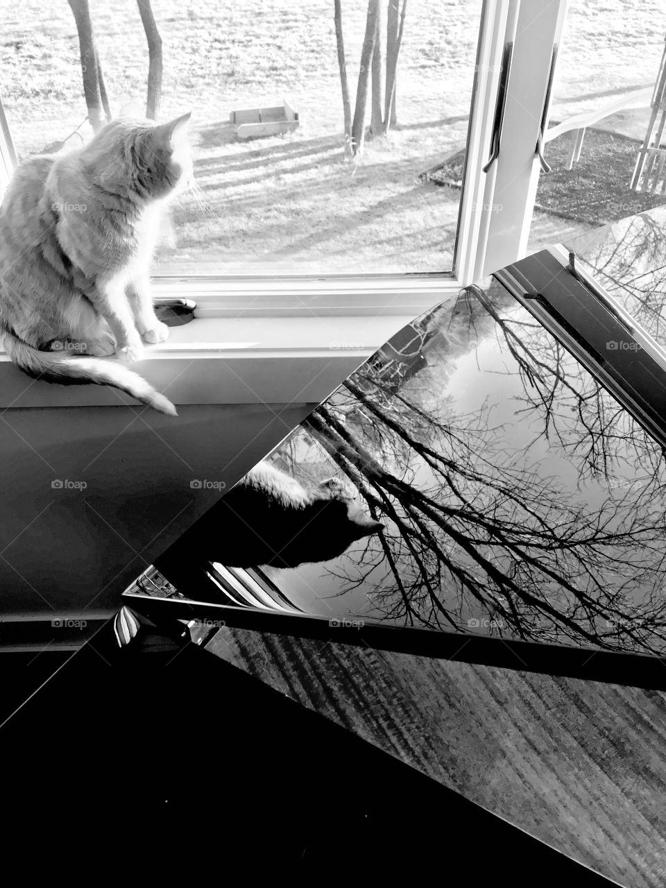 Darling black and white curious tabby cat enjoying sitting in window with beautiful reflection being captured in baby grand! 