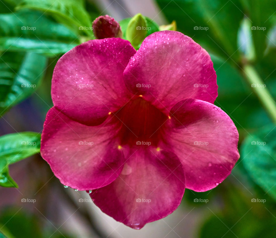 Floral photography  - allamanda  - water drops