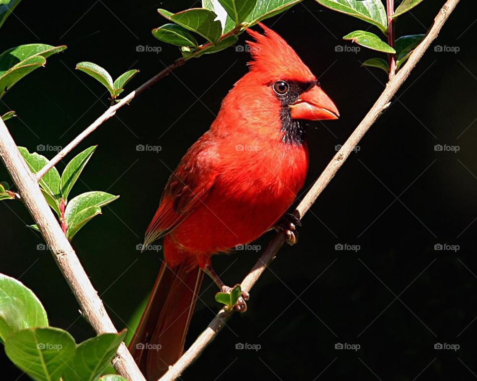 Definition of Cute Red bird