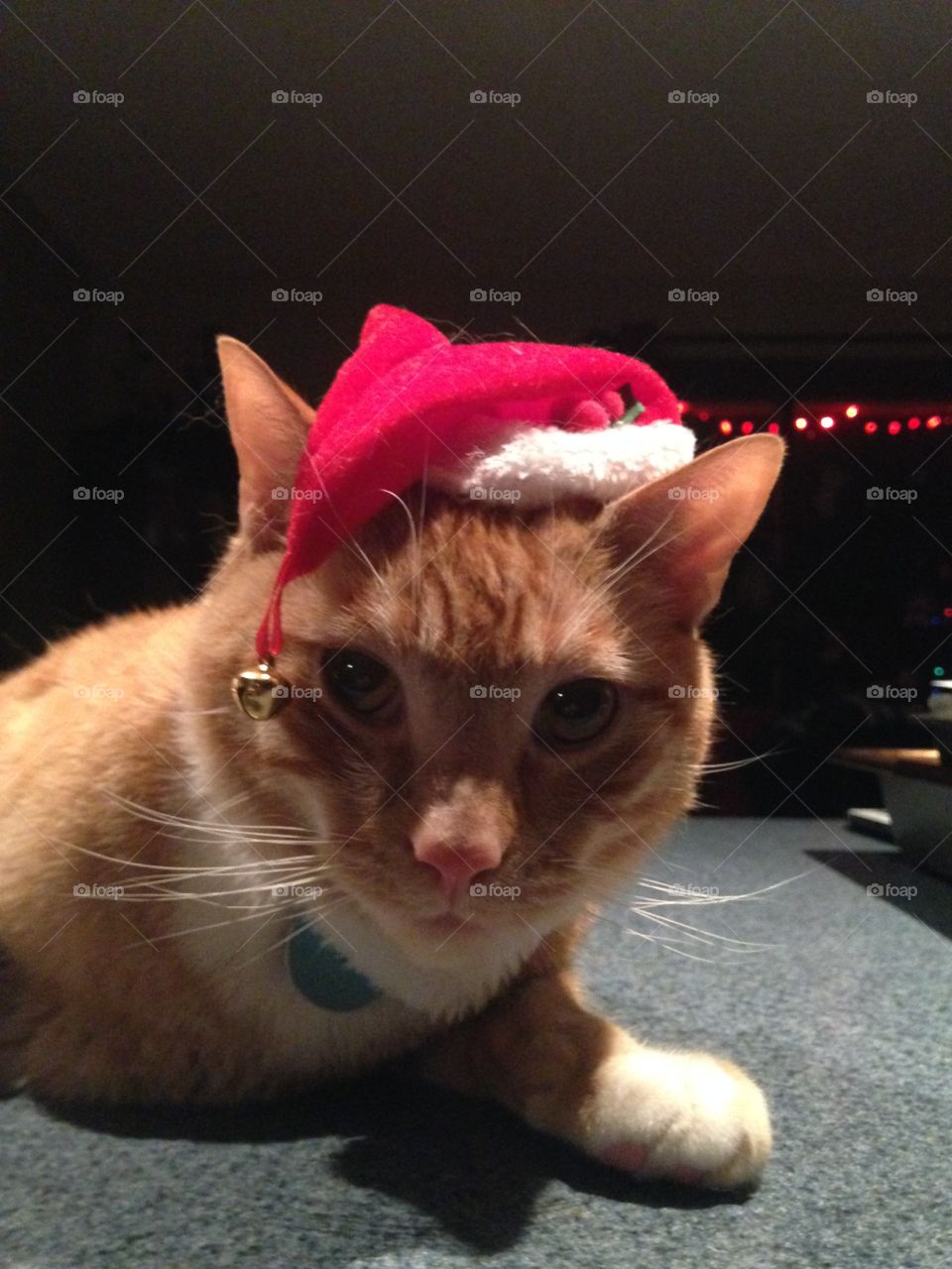 Xmas cat 