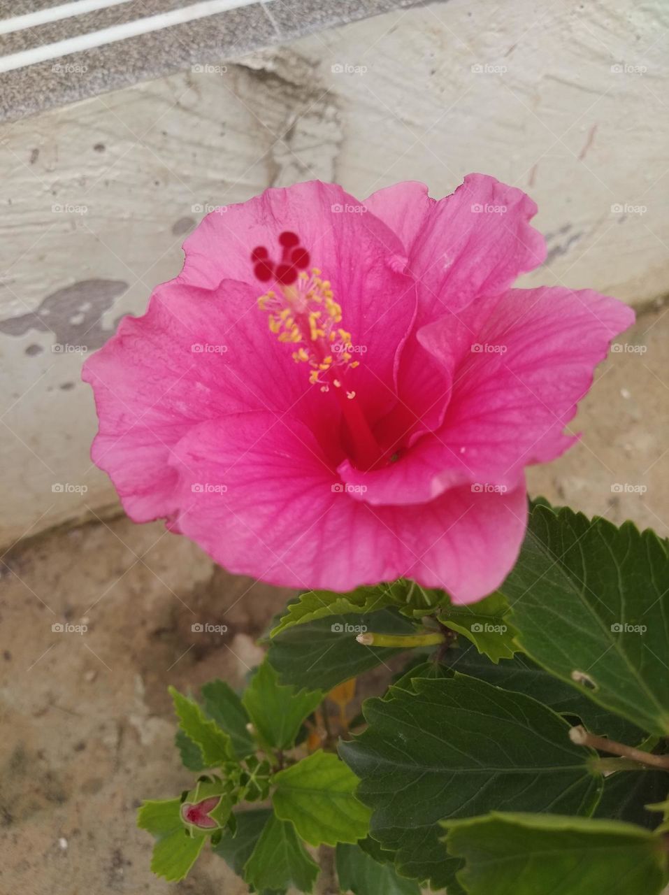 pink colour flower looks very beautiful generally found everywhere fresh seasonal