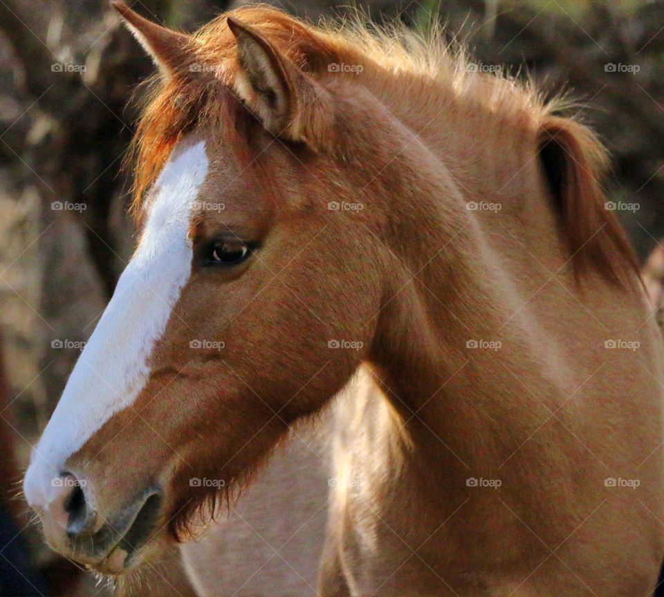 Portrait of a Salt River Wild Horse