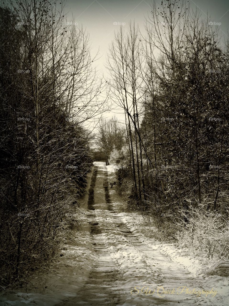 Wintertime Logging Road