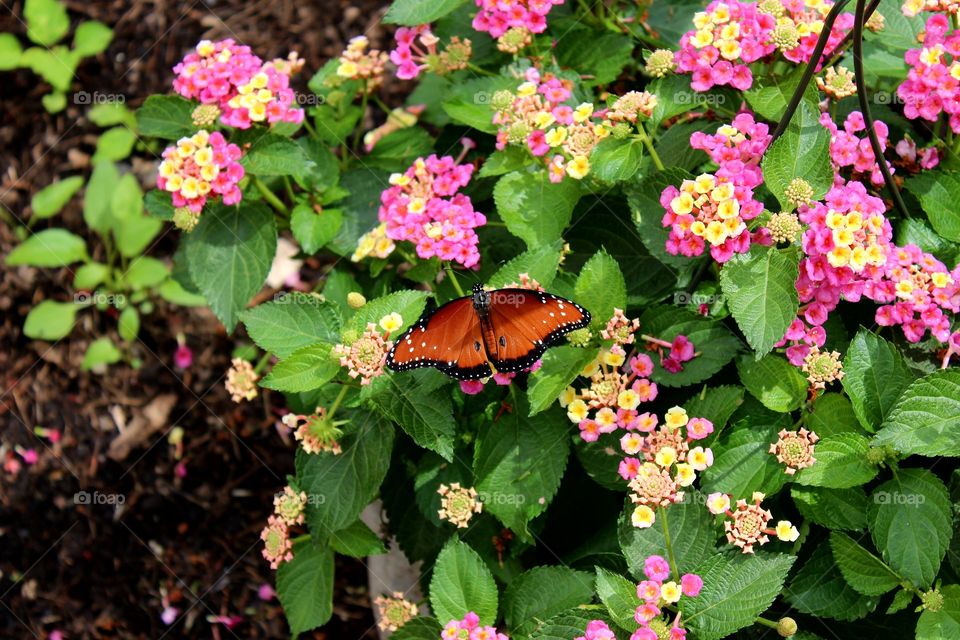Bright contrast summer day monarch butterfly in sea of green and pink flowers