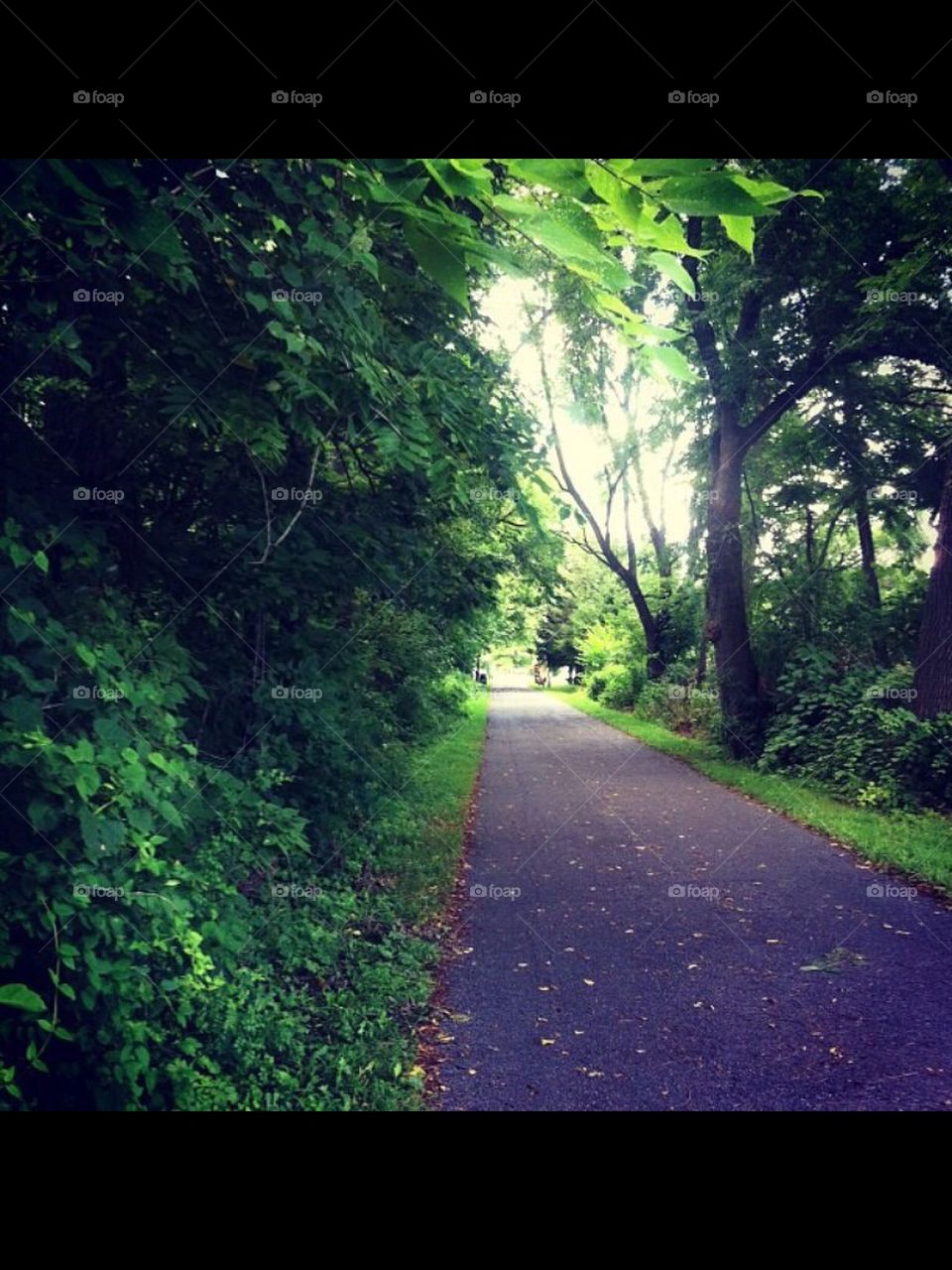 trail path leaves trees by bennicoffb