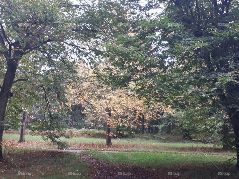 Tree, Landscape, No Person, Wood, Nature