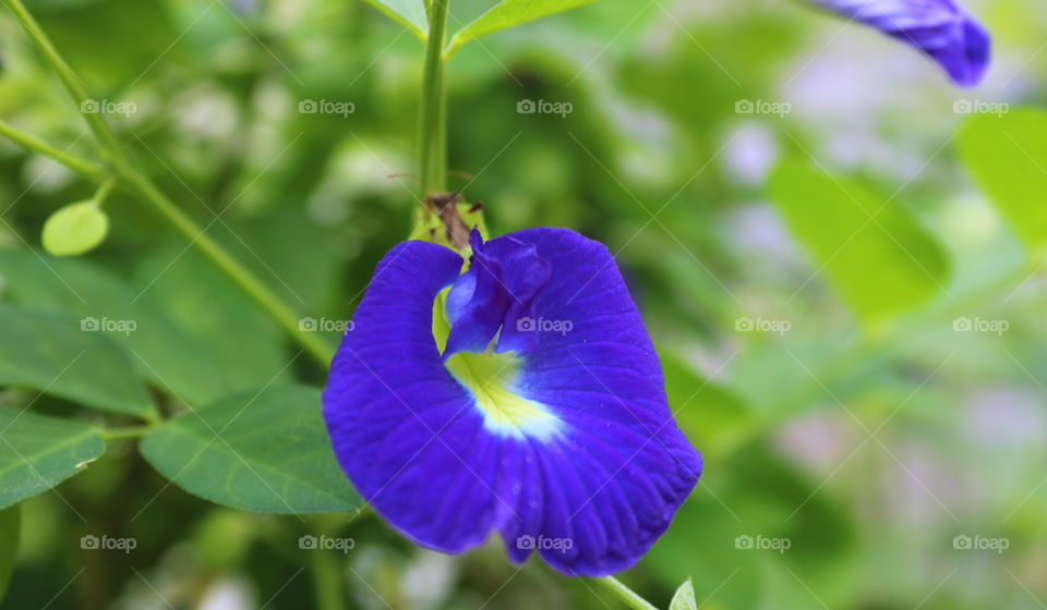 Purple flower. . .