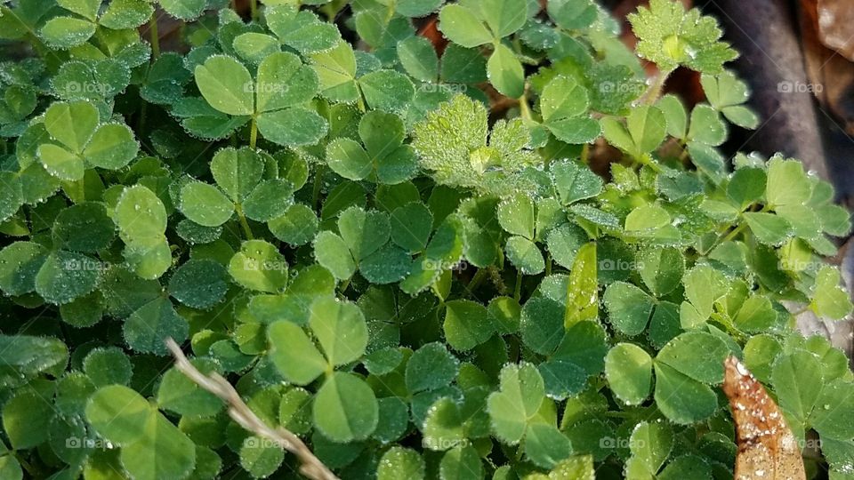 High angle view of leaves in garden