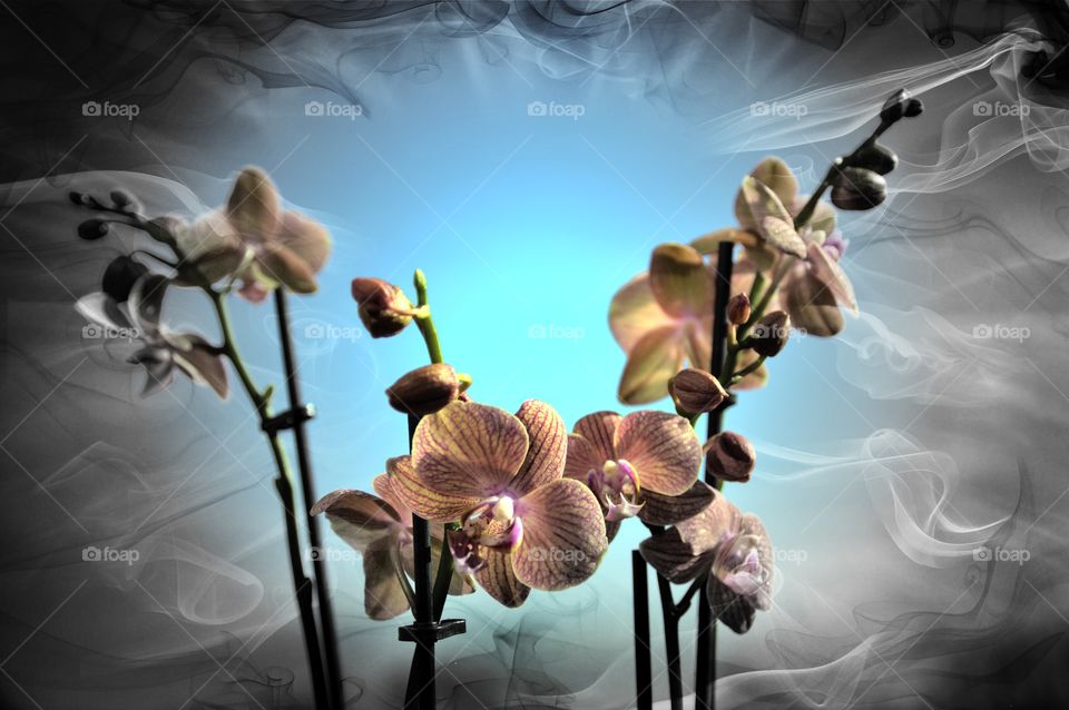 Orchids 