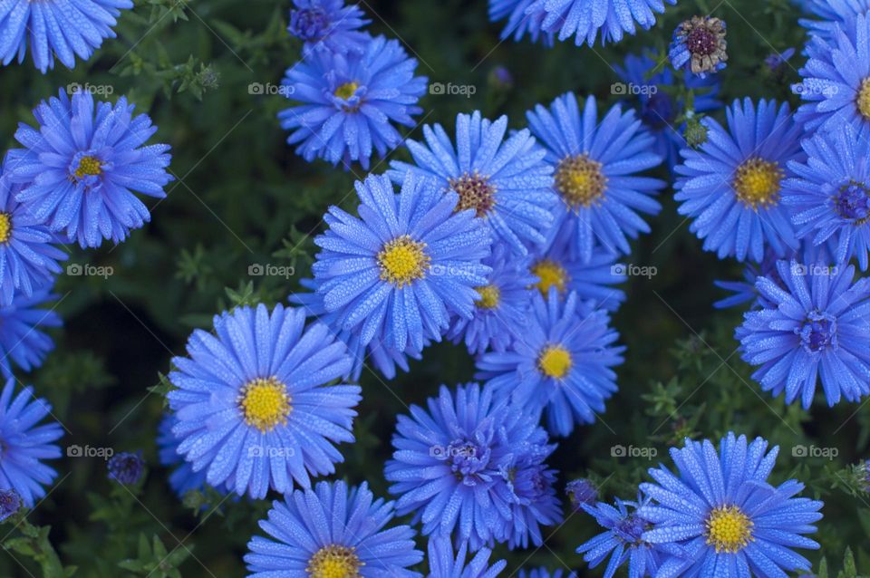 blue flowers