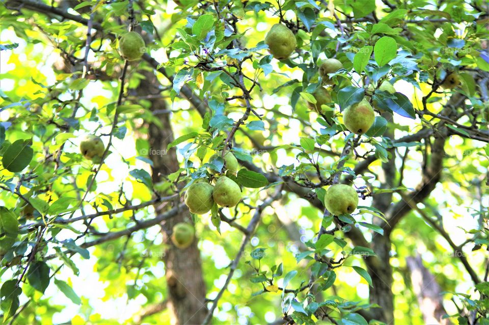 Pears in tree