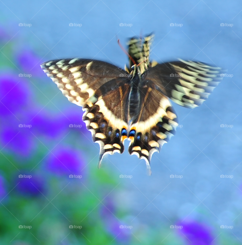butterfly love butterflies match by lightanddrawing
