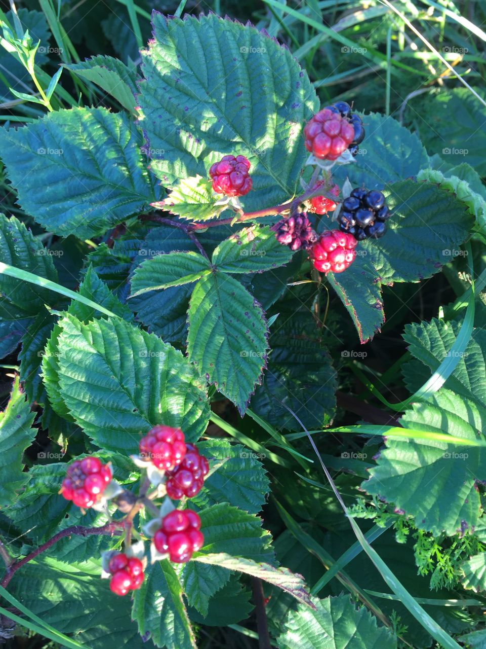 Blackberrys in the forrest in Sweden 
