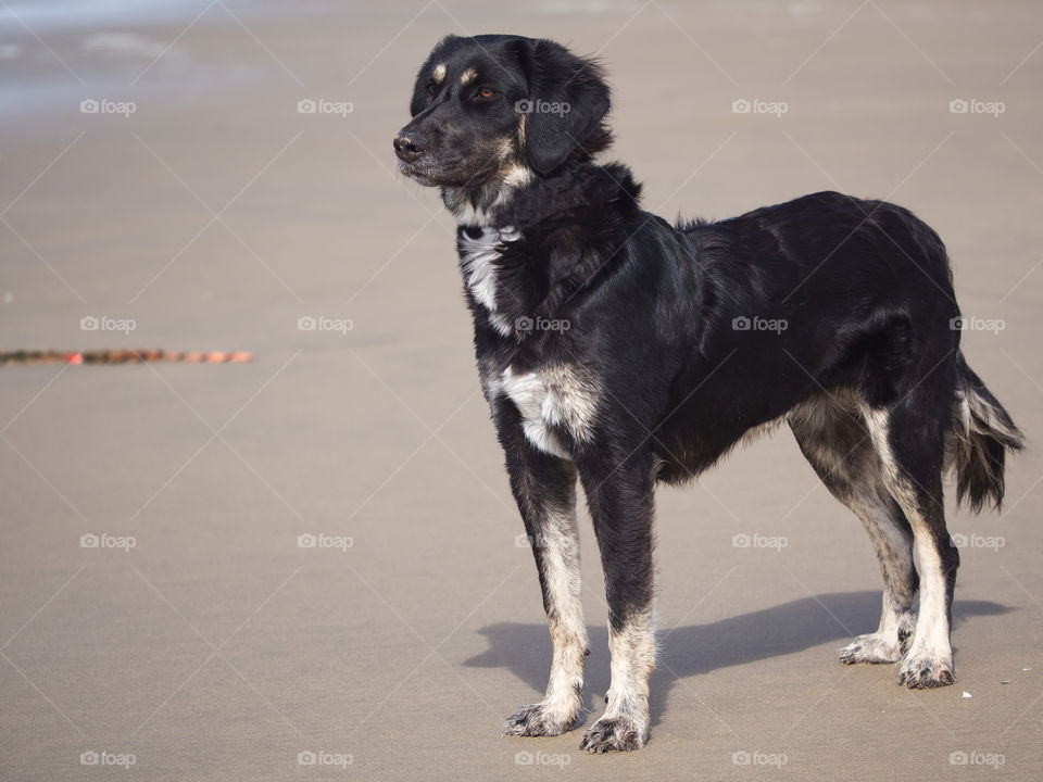 Dog on Beach