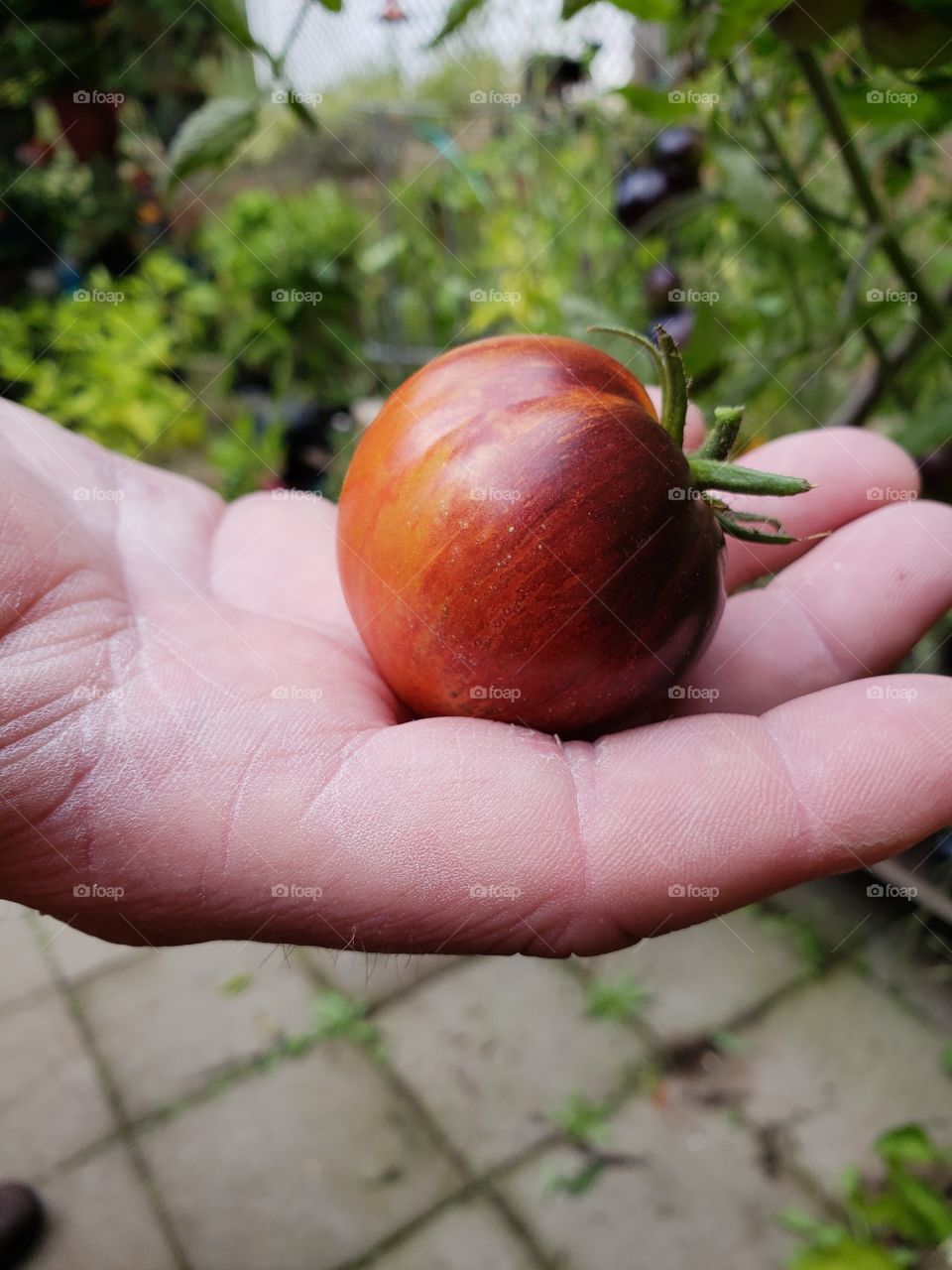 Galaxy tomato