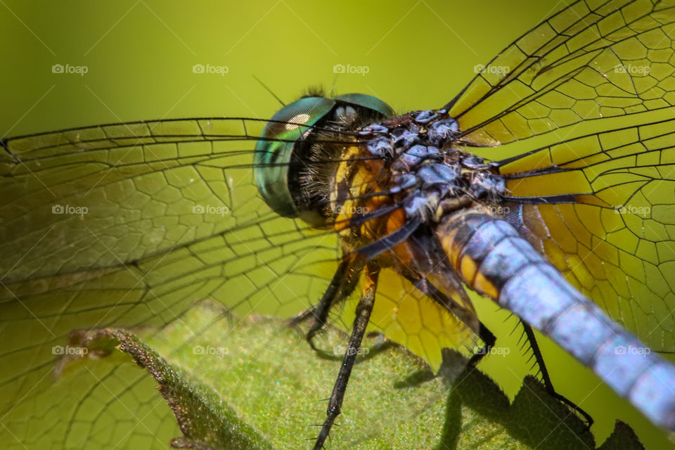 a little dragonfly macro