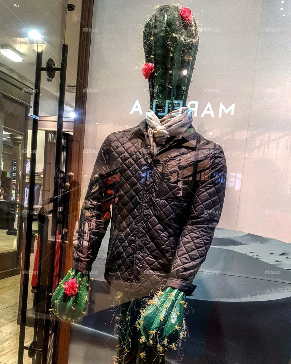 Cactus in display window