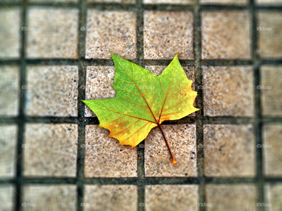 seoul south korea winter street leaves by thepostman