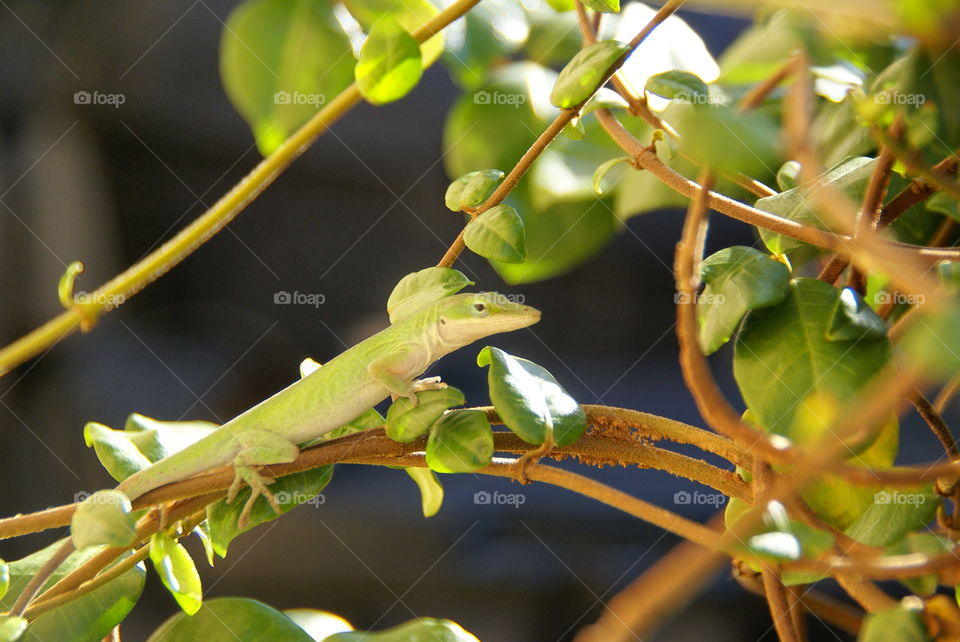 Green lizard on branch