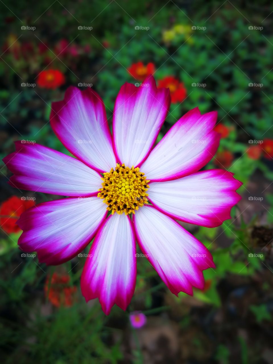 Purple flowers