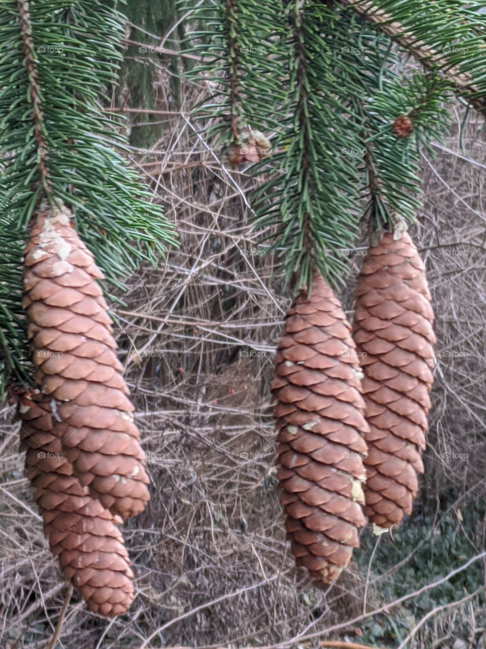pines