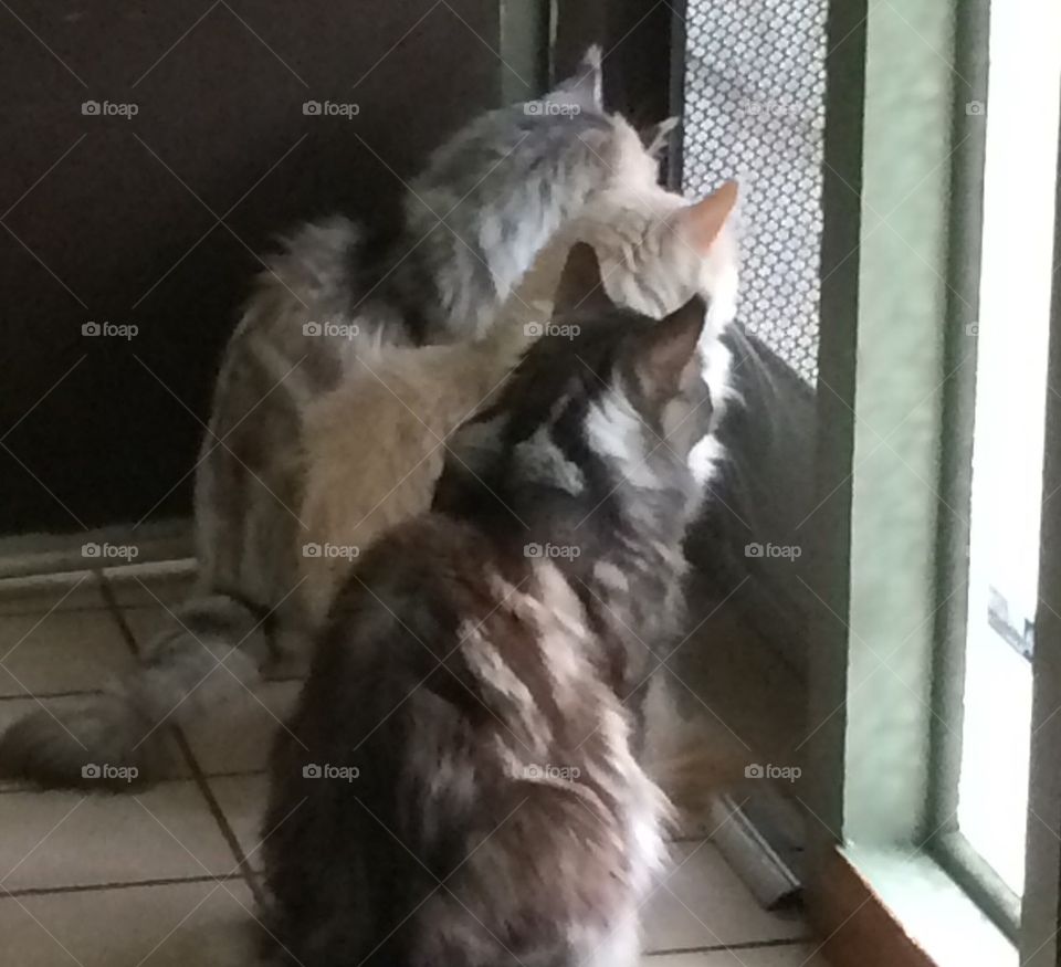 Frisco, Falcon, & MalloyBoy !!!