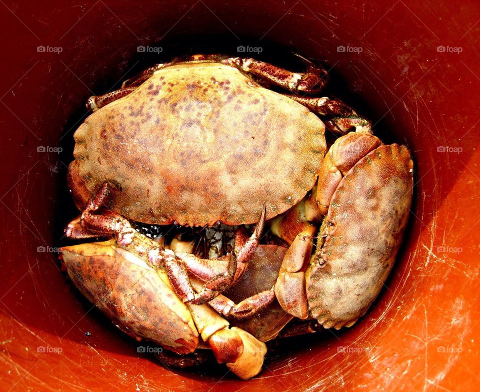 Overhead view of bucket of crabs