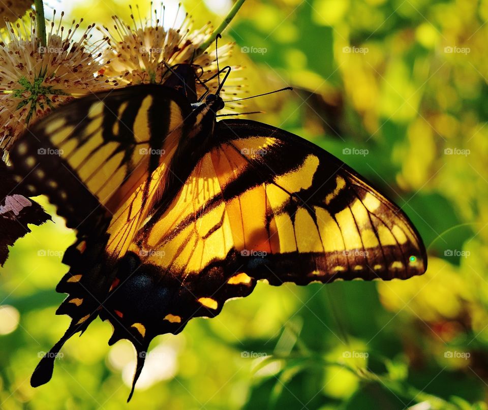 Butterfly in sunlight