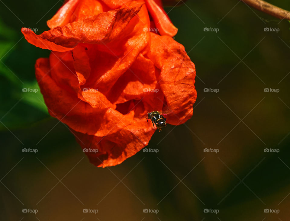 Pomegranate flower - Bee about to enter