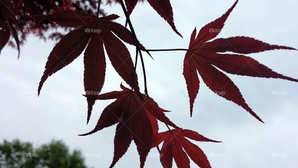 Leaf, Fall, Maple, No Person, Nature
