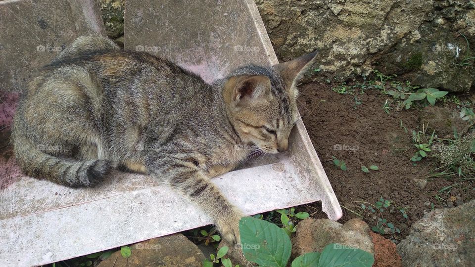 Cute kitten in the garbage shovel