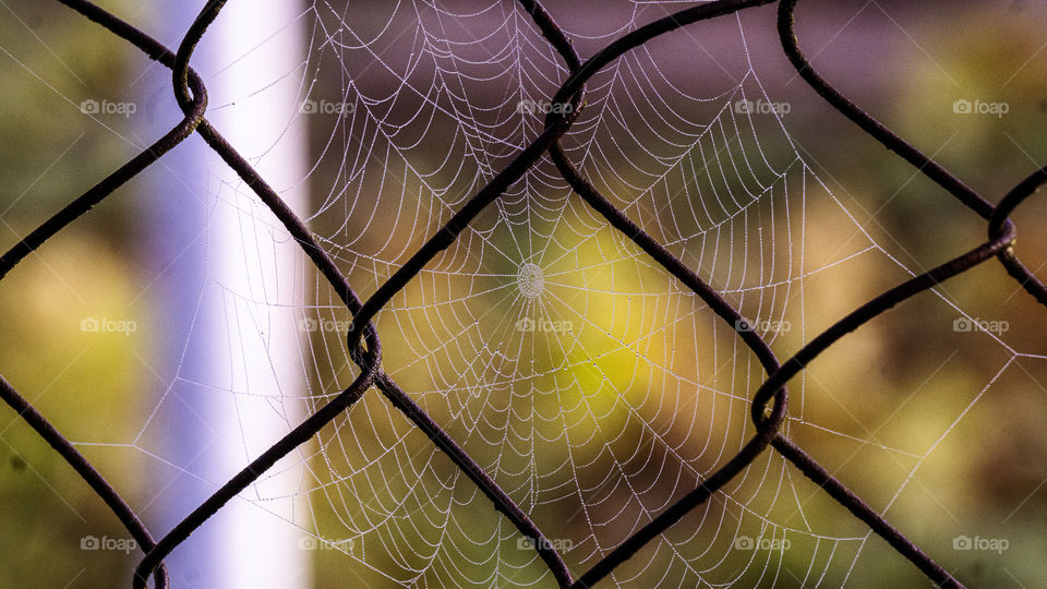 spider web