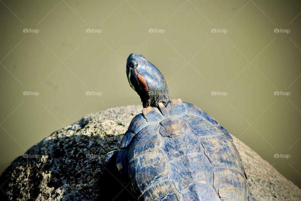 Tortoise 