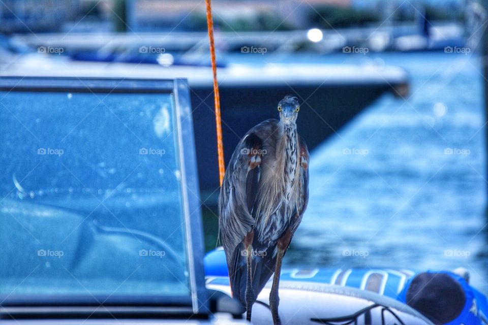 Bird. Boat Hijack