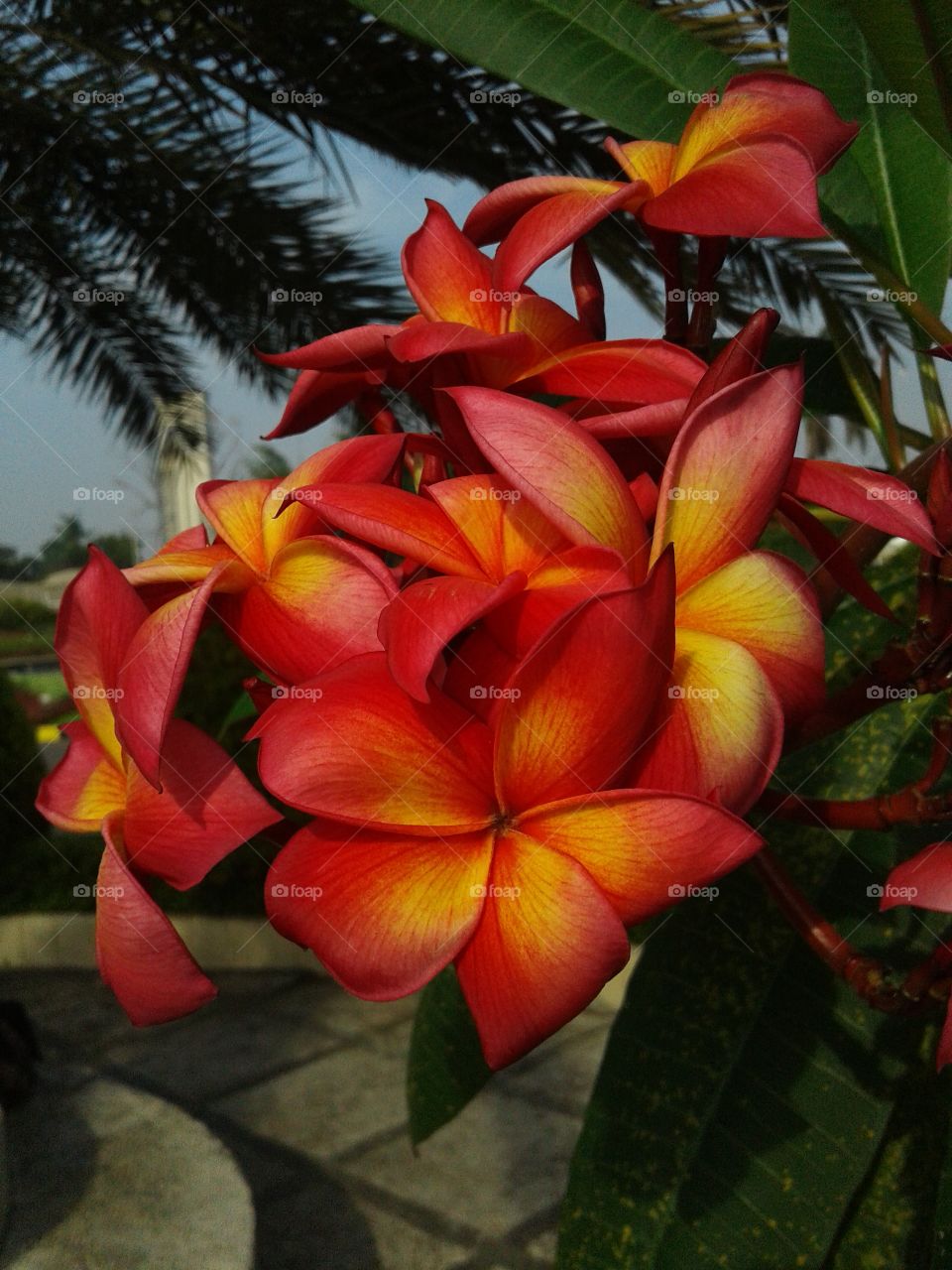 red plumeria