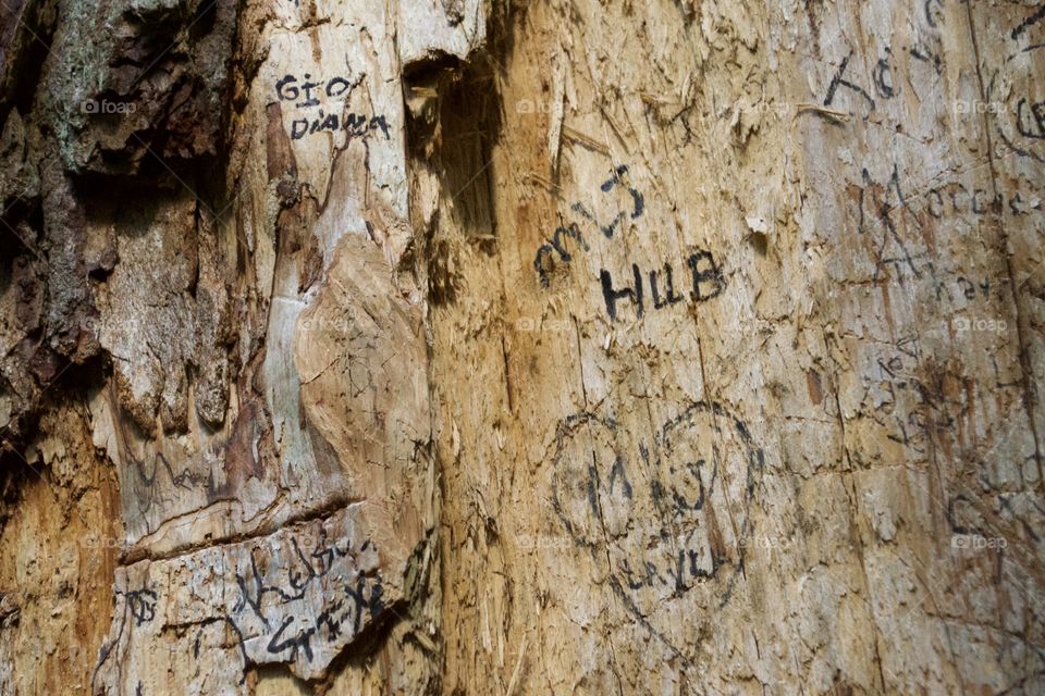 Names etched in tree - texture