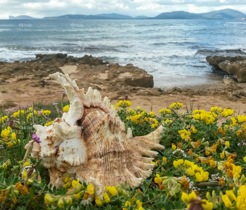 Animal shell on flower at beach