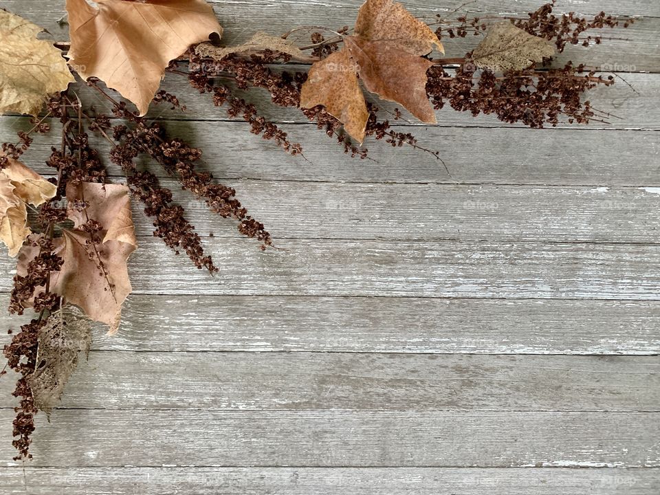 Dried plant and withered leaves in autumn colors on wood with copy space, landscape