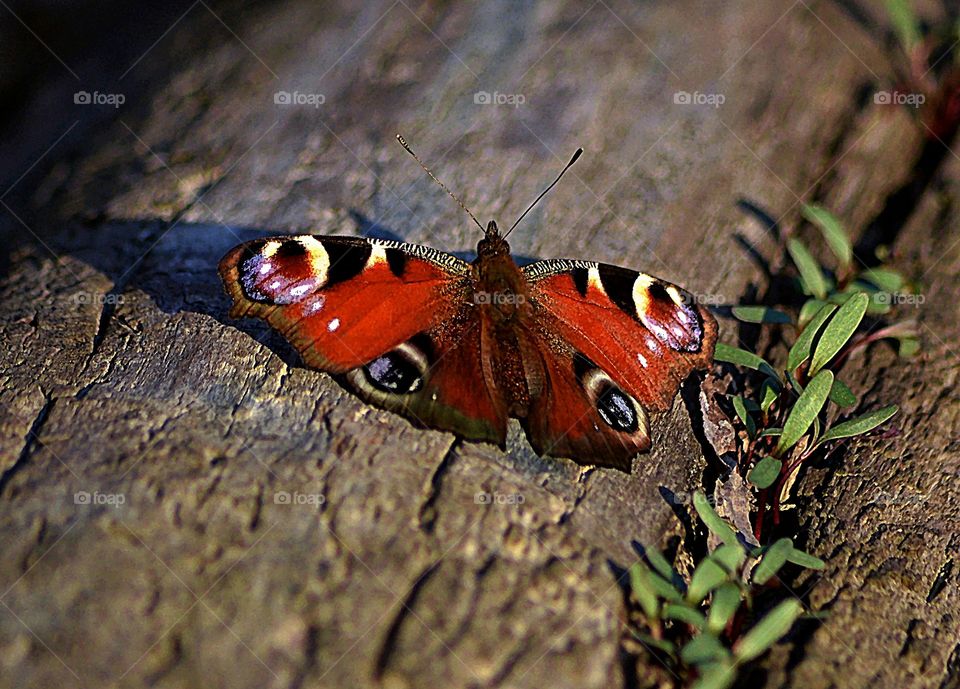 Spring european peacock