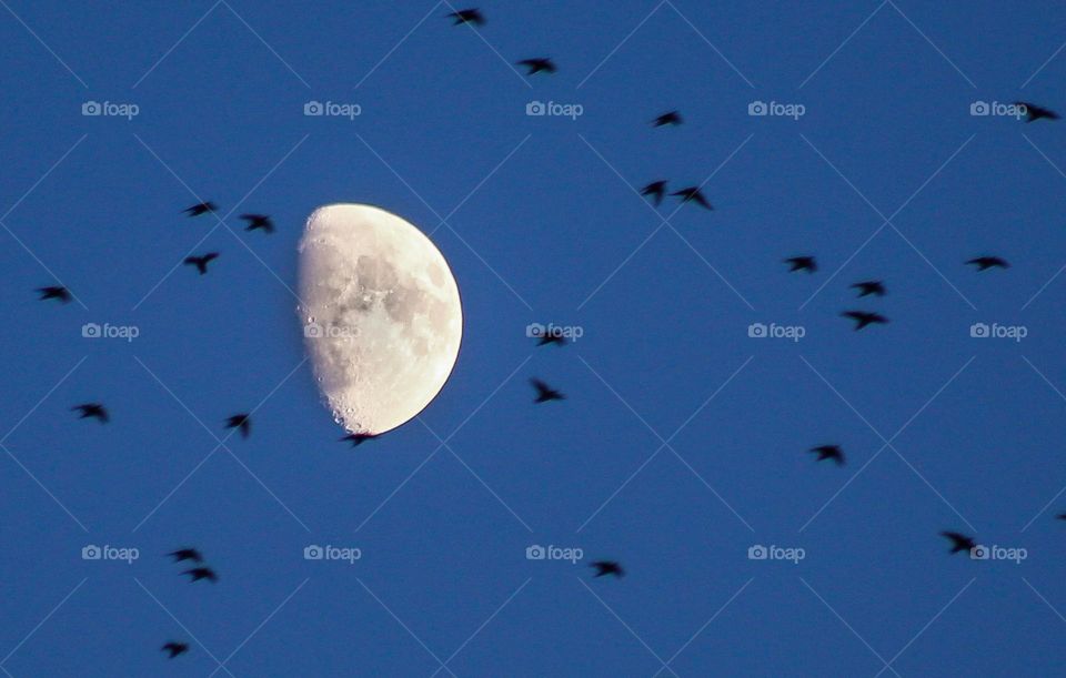 Flock of Birds by Moonlight