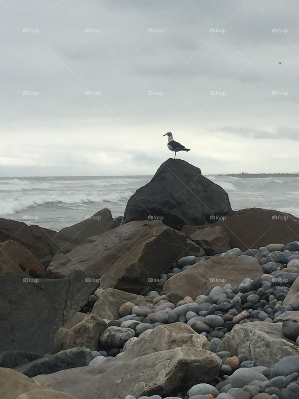 Seagull calm