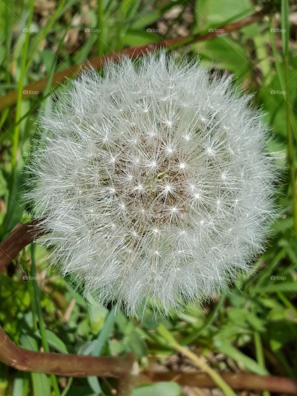 dandelion