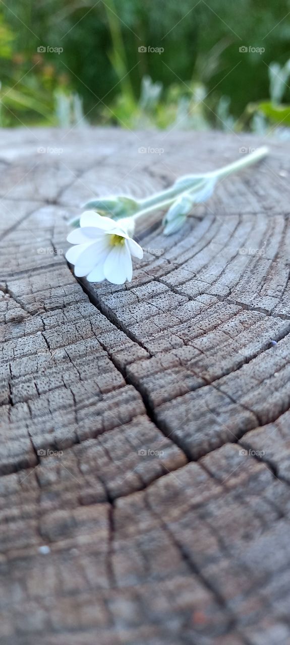 white flower