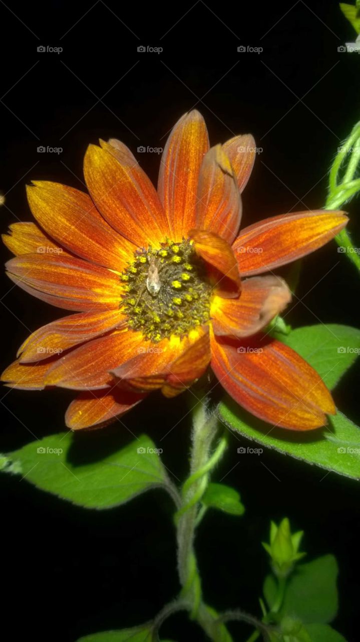 Eine Samtkönigin bei Nacht, Sonnenblume