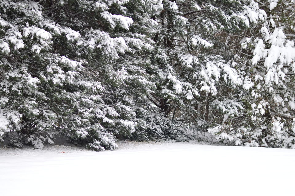 Snow on Pine Trees