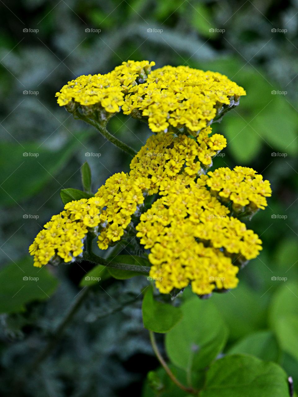 Yarrow