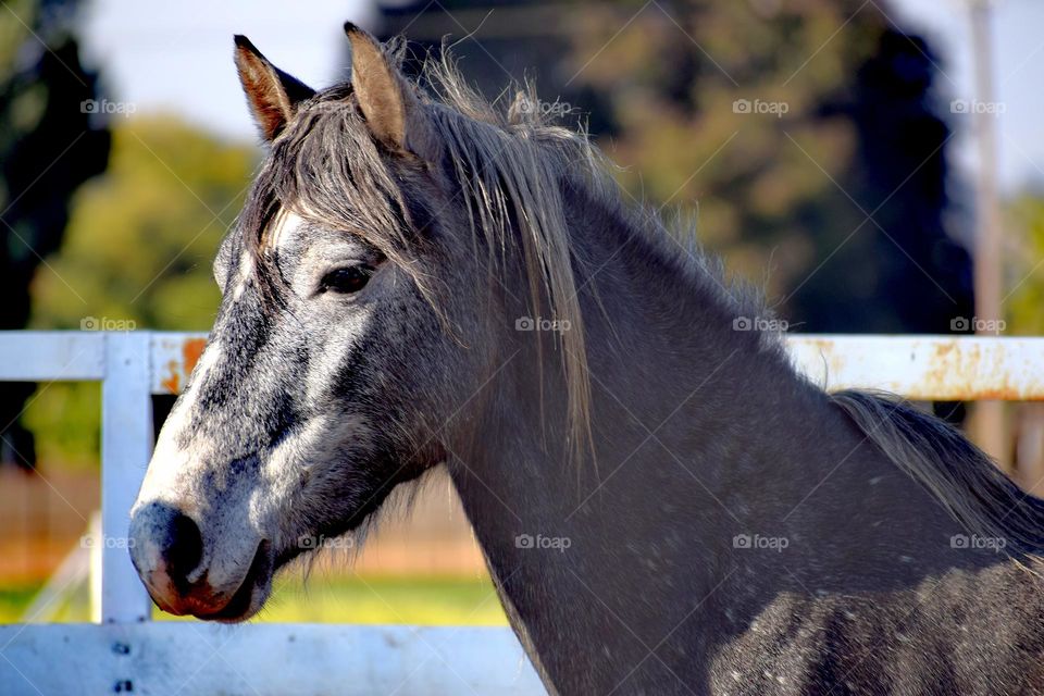 Closeup image is a grey horse